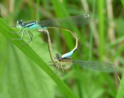 Ischnura_elegans_-_Grosse_Pechlibelle_02.jpg
