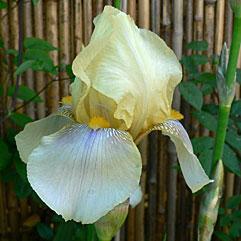 iris-lugano-not-closeup.jpg