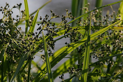 Scirpus.jpg