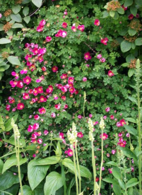 DSCN2245002.jpg