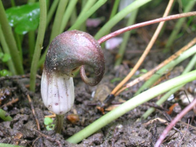 Arisarum-Maus.jpg