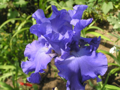 Yaquina_Blue.jpg