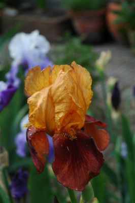 2006H577_Large.JPG