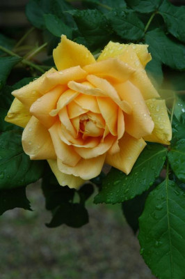 2006H569_Large.JPG