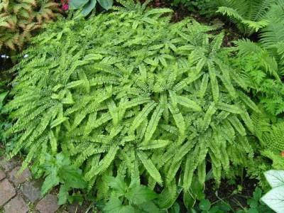 Adiantum_pedatum_250506.jpg