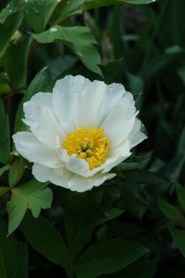 2006H575_Large.JPG