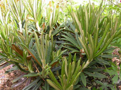 r_roxieanum_hachmann_3a.jpg