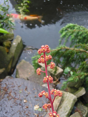 IMG_0008_Large.JPG