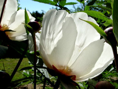 P.garden_peace2.jpg
