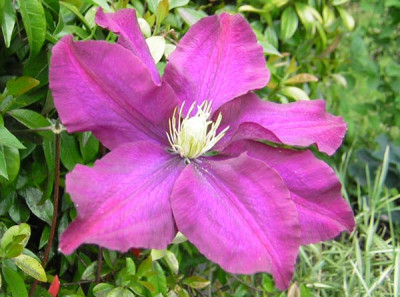 Clematis_neu.jpg