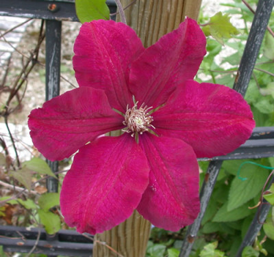 Waldrebe_Rouge_Cardinal_RH_26719.jpg