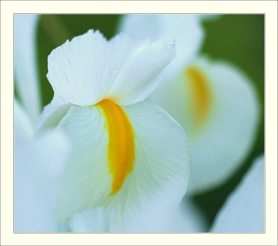 Iris__1_23-05-2006.jpg