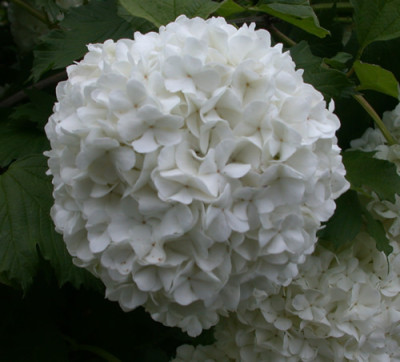 Gefullter_Schneeball_26730.jpg