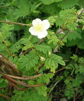 R._omeiensis_pteracantha____1.jpg