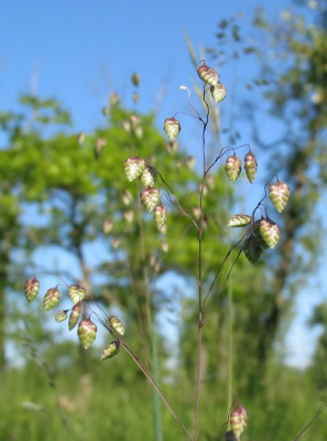 GRAS_III.jpg