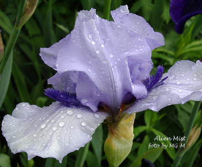 Imgp6105-Alien-Mist.jpg
