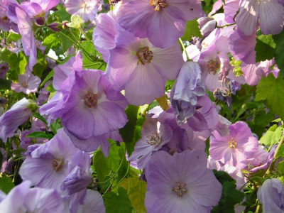 Abutilon_vitifolium.jpg