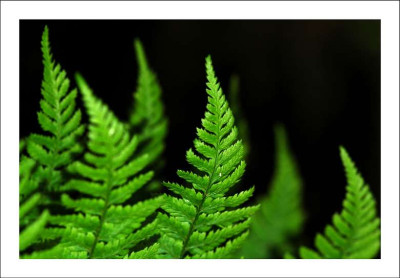 Farndetails_3_25-05-2006.jpg