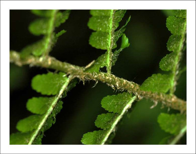 Farndetails_1_25-05-2006.jpg