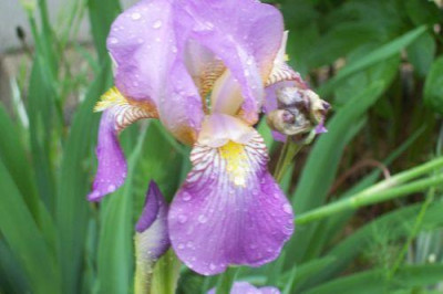 000_0998_niedrige_rosa_Iris.jpg