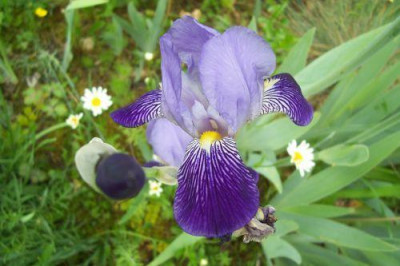 000_0992_zweitonig_blaue_Iris_mit_weien_Streifen.jpg