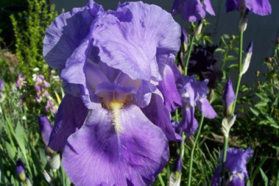000_1000_hellblaue_Iris.jpg