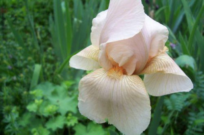 000_0993_apricot_Iris.jpg