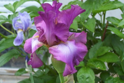 000_1006_kraftig_rosa_Iris.jpg
