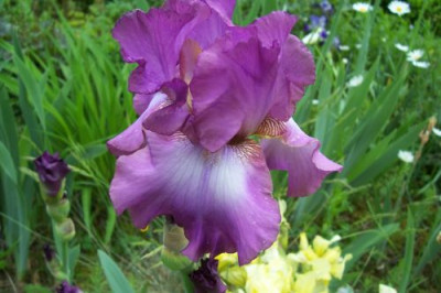 000_1010_kraftig_rosa_Iris_ist_das_Lorilee.jpg