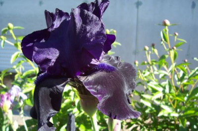 000_1001_blauschwarze_Iris.jpg