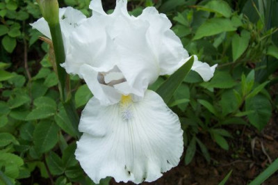 000_0994_Iris_Second_Wind.jpg