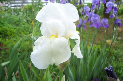000_1009_unbekannte_weie_Iris.jpg
