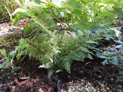 Polystichum s. Mrs.Goffey 15.JPG