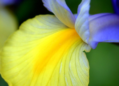 Iris_hollandica.jpg