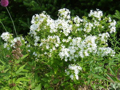 2015-07-18 Phlox 'Casablanca'.jpg