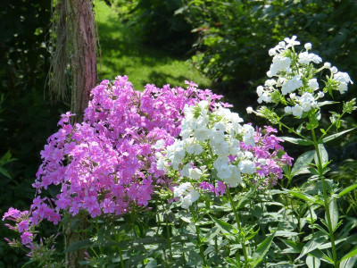 2015-07-18 Phlox 'David - Christine'.jpg
