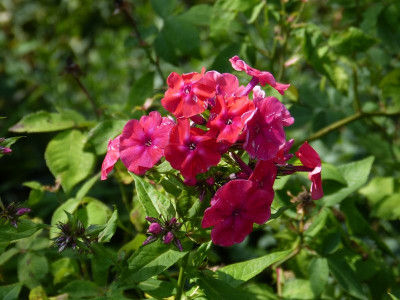 2015-07-18 Phlox 'Juliglut'.jpg