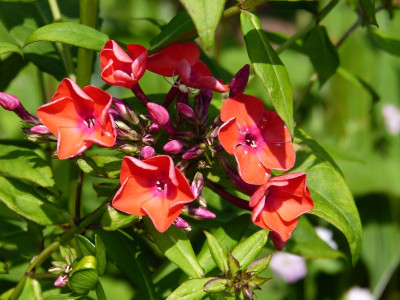 2015-07-18 Phlox 'Flammenkuppel'.jpg