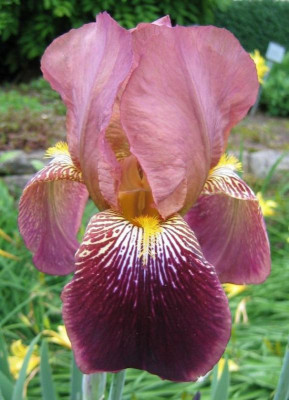 Iris_germanica_barbata_eliator_AlanHoyt_20060525.jpg