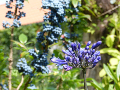 2015-07-18 Gartenimpressionen 1.jpg