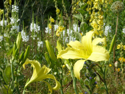 2015-07-18 Gartenimpressionen 2.jpg