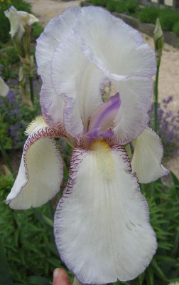 Iris_germanica_barbata_eliator_wei__20060525.jpg