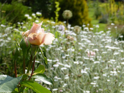 2015-07-18 Gartenimpressionen 3.jpg