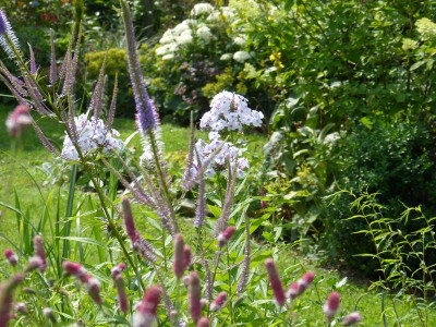 2015-07-18 Gartenimpressionen 4.jpg