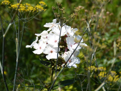 2015-07-18 Gartenimpressionen 6.jpg