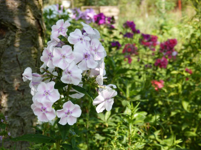 2015-07-18 Phlox 'Elfe'.jpg