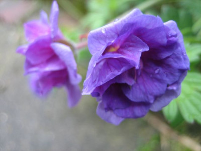Geranium_himalayanense_Plenum_06582.jpg