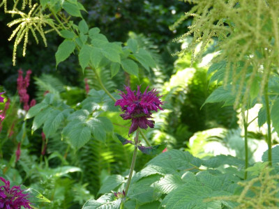 2015-07-18 Monarda 'Kardinal'.jpg