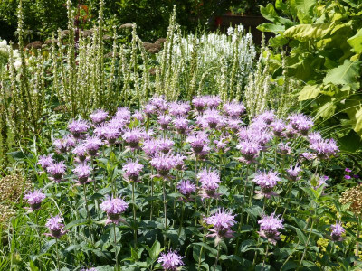 2015-07-15 Monarda 'Camilla'.jpg