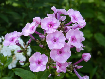 2015-07-18 Phlox Sämling.jpg